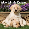 2018 Turner Photographic 12x12 Yellow Labrador Retriever Wall Calendar (18998027358)