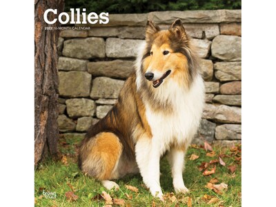2022 BrownTrout Collies 12 x 12 Monthly Wall Calendar (9781975443030)