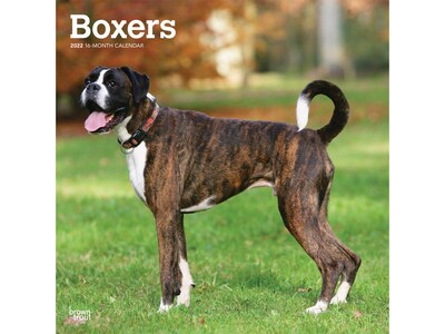 2022 BrownTrout Boxers 12 x 12 Monthly Wall Calendar (9781975442903)