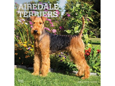 2022 BrownTrout Airedale Terriers 12 x 12 Monthly Wall Calendar (9781975443306)