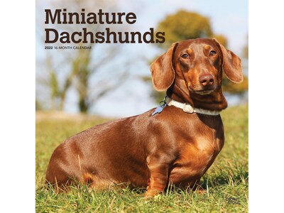 2022 BrownTrout Miniature Dachshunds 12 x 12 Monthly Wall Calendar (9781975443054)