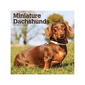 2022 BrownTrout Miniature Dachshunds 12 x 12 Monthly Wall Calendar (9781975443054)