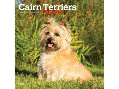 2022 BrownTrout Cairn Terriers 12 x 12 Monthly Wall Calendar (9781975443016)