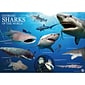 WILD! Science Extreme Science Kit, Sharks of the World (CTUWES942)