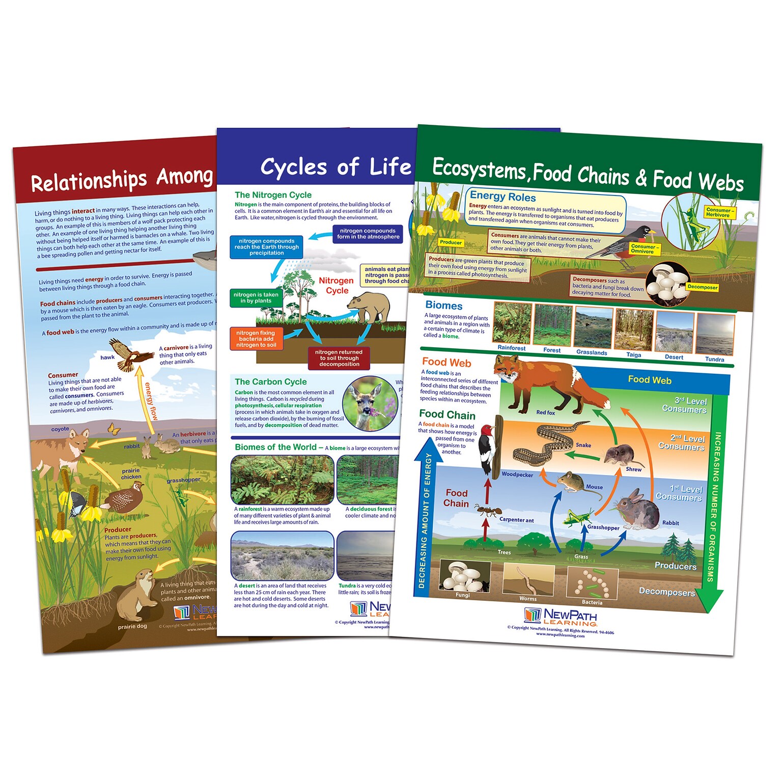 NewPath Learning Ecology Bulletin Board Chart Set, Grades 3-5 (NP-947007)