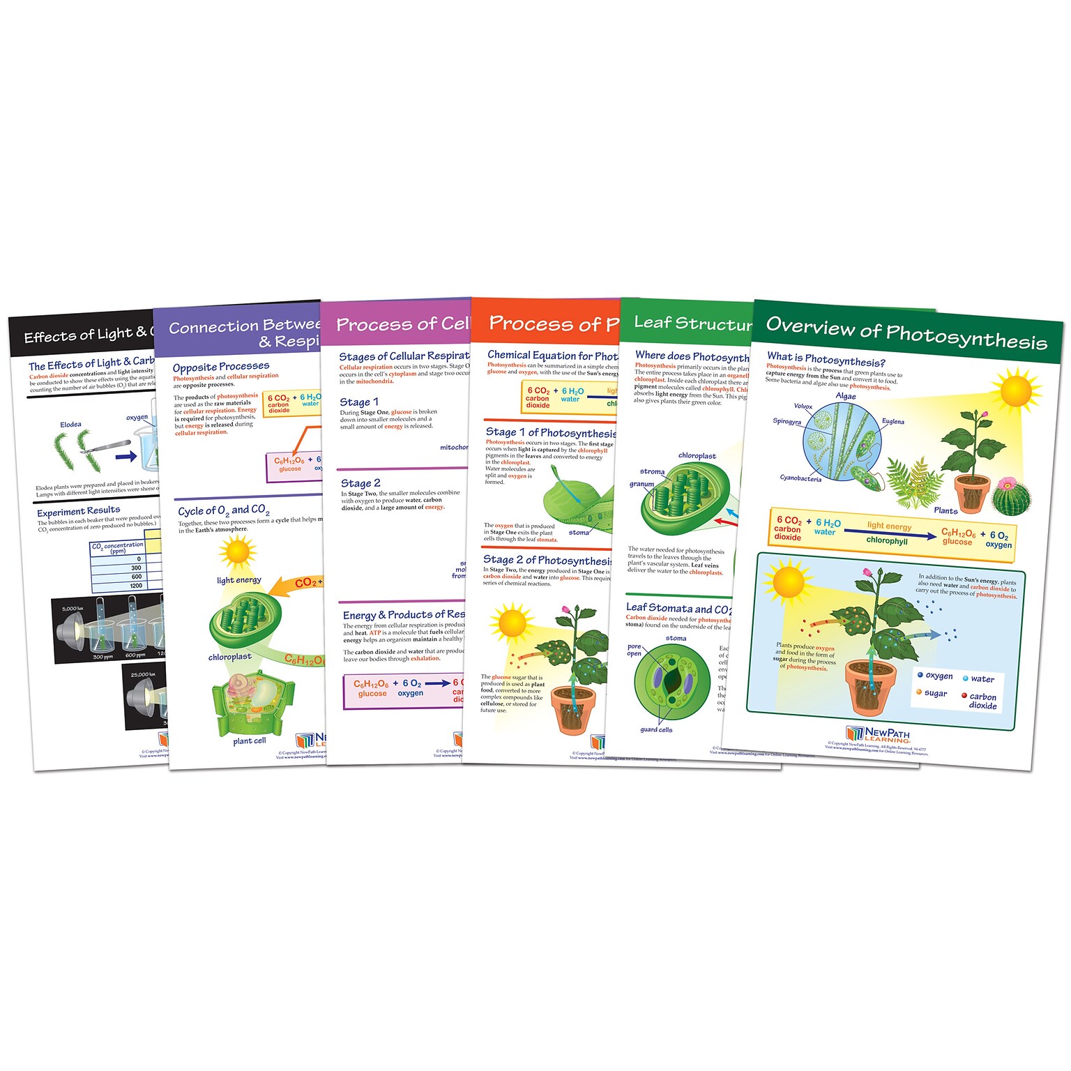 NewPath Learning Photosynthesis Bulletin Board Chart Set, Grades 3-5 (NP-947016)