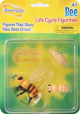 Insect Lore Bee Life Cycle Stages, Grades PreK-3