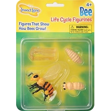 Insect Lore Bee Life Cycle Stages, Grades PreK-3