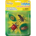 Ladybug Life Cycle Stages