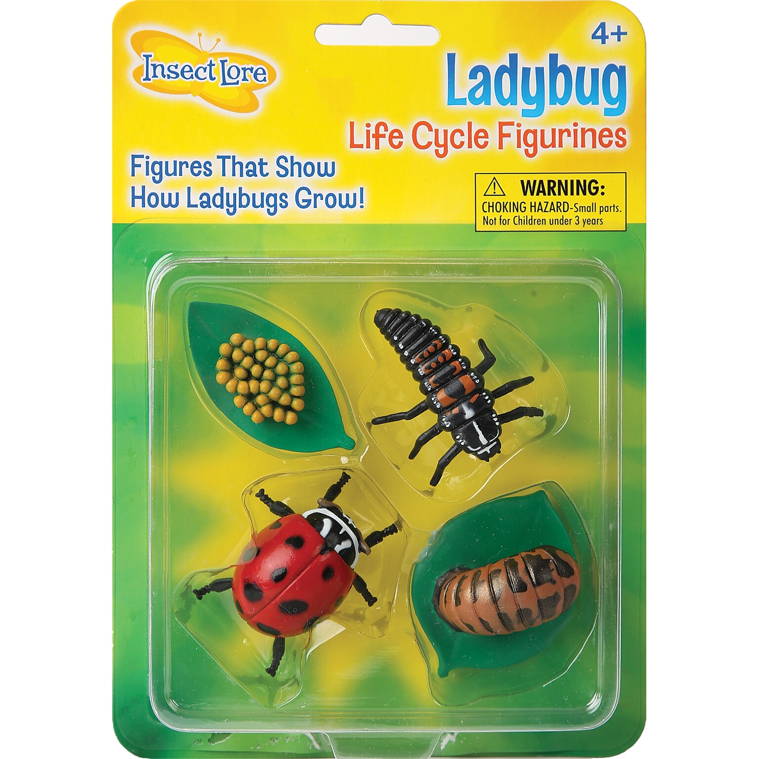 Ladybug Life Cycle Stages