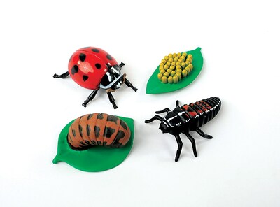 Ladybug Life Cycle Stages