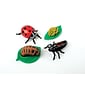 Ladybug Life Cycle Stages