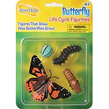 Butterfly Life Cycle Stages