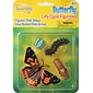 Butterfly Life Cycle Stages