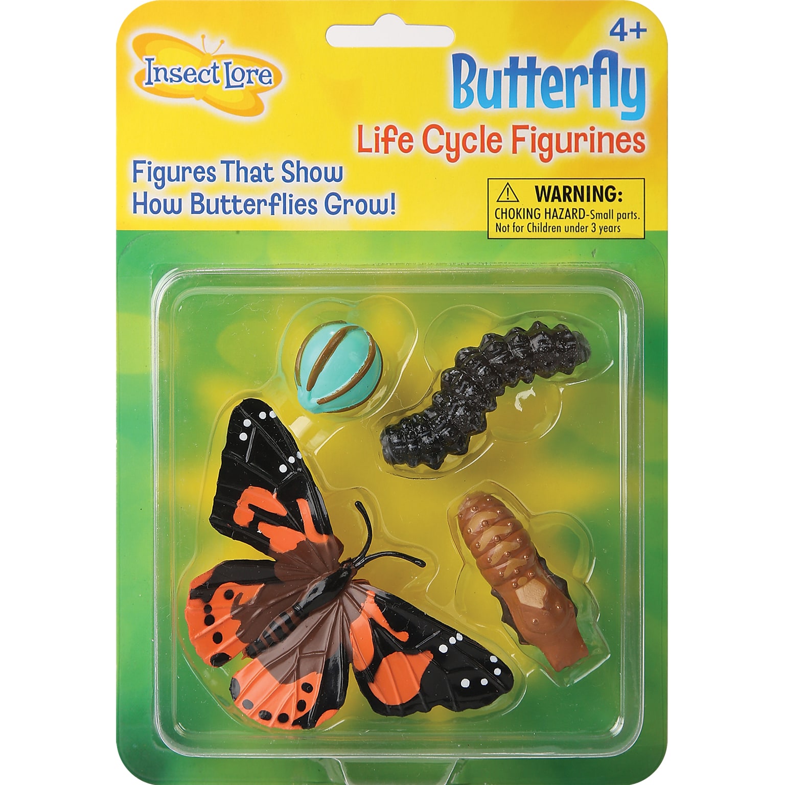 Butterfly Life Cycle Stages