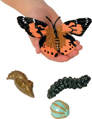 Butterfly Life Cycle Stages