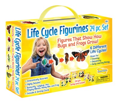 Insect Lore Life Cycle Figurines Set, 24 Pieces (ILP2205)