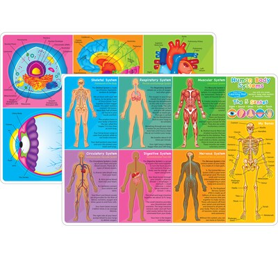 Ashley Productions Smart Poly 12" x 17" Human Body Systems & Anatomy Learning Mat, Double-Sided (ASH95019)