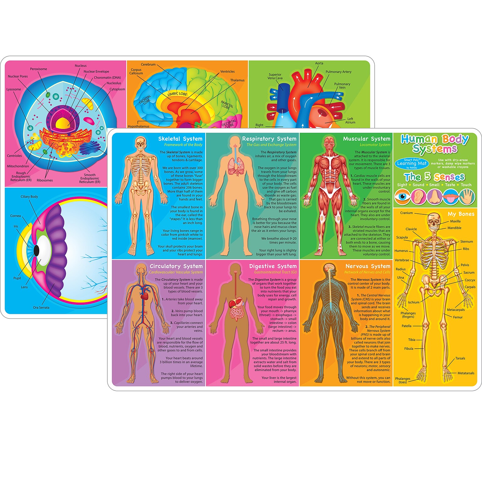 Ashley Productions Smart Poly 12 x 17 Human Body Systems & Anatomy Learning Mat, Double-Sided (ASH95019)