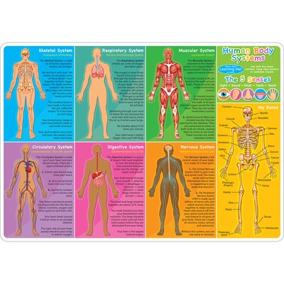 Ashley Productions Smart Poly 12" x 17" Human Body Systems & Anatomy Learning Mat, Double-Sided (ASH95019)