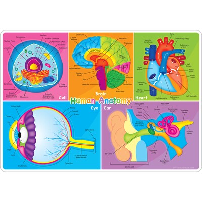 Ashley Productions Smart Poly 12" x 17" Human Body Systems & Anatomy Learning Mat, Double-Sided (ASH95019)