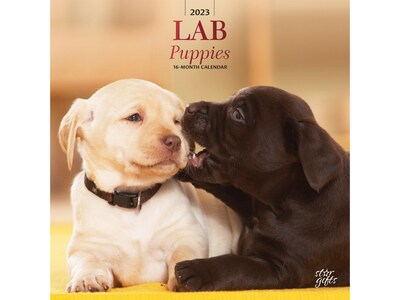 2023 BrownTrout Lab Puppies 12 x 12 Monthly Wall Calendar (9781975453619)
