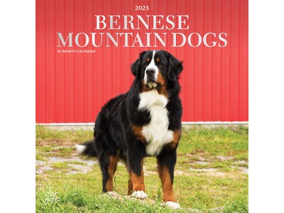 2023 BrownTrout Bernese Mountain Dogs 12 x 12 Monthly Wall Calendar (9781975453572)