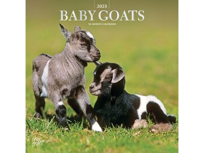 2023 BrownTrout Baby Goats 12 x 12 Monthly Wall Calendar (9781975453534)