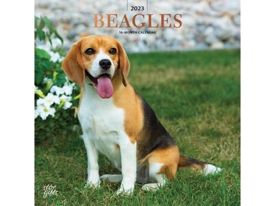 2023 BrownTrout Beagles 12 x 12 Monthly Wall Calendar (9781975453565)