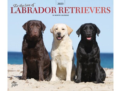 2023 BrownTrout For the Love of Labrador Retrievers 12 x 14 Monthly Wall Calendar (9781975453282)