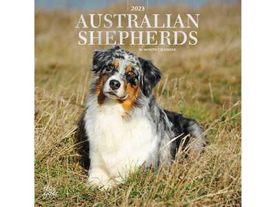 2023 BrownTrout Australian Shepherds 12 x 12 Monthly Wall Calendar (9781975453558)