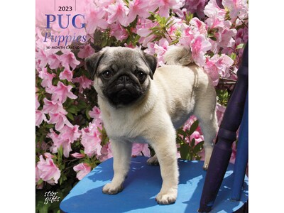 2023 BrownTrout Pug Puppies 12 x 12 Monthly Wall Calendar (9781975453626)