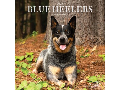 2023 BrownTrout Blue Heelers 12 x 12 Monthly Wall Calendar (9781975453589)
