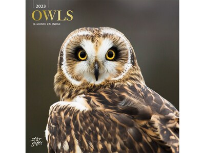 2023 BrownTrout Owls 12 x 12 Monthly Wall Calendar (9781975453541)