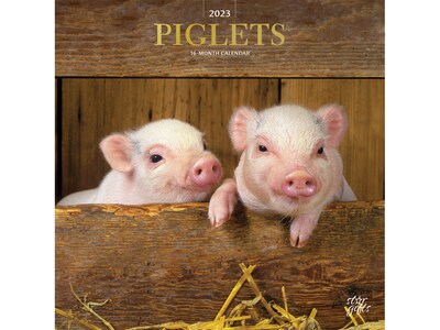 2023 BrownTrout Piglets 12 x 12 Monthly Wall Calendar (9781975455644)