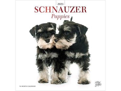 2023 BrownTrout Schnauzer Puppies 12 x 12 Monthly Wall Calendar (9781975455668)