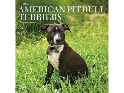 2023 BrownTrout American Pit Bull Terriers 12 x 12 Monthly Wall Calendar Terriers (9781975455446)