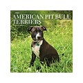 2023 BrownTrout American Pit Bull Terriers 12 x 12 Monthly Wall Calendar Terriers (9781975455446)