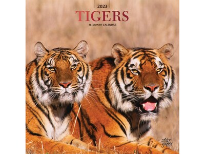2023 BrownTrout Tigers 12 x 12 Monthly Wall Calendar (9781975455705)