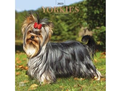 2023 BrownTrout Yorkshire Terriers 12 x 12 Monthly Wall Calendar (9781975453633)
