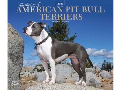2023 BrownTrout For the Love of American Pit Bull Terriers 12 x 14 Monthly Wall Calendar (9781975453237)