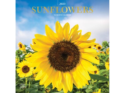2023 BrownTrout Sunflowers 12 x 12 Monthly Wall Calendar (9781975455682)