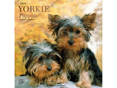 2023 BrownTrout Yorkshire Terrier Puppies 12 x 12 Monthly Wall Calendar (9781975455767)