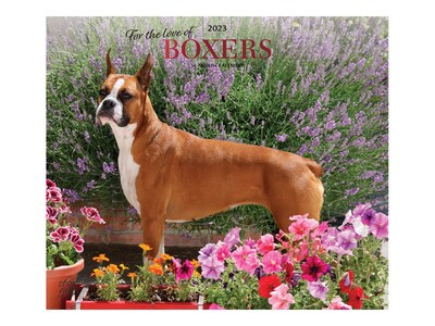 2023 BrownTrout For the Love of Boxers 12 x 14 Monthly Wall Calendar (9781975453251)