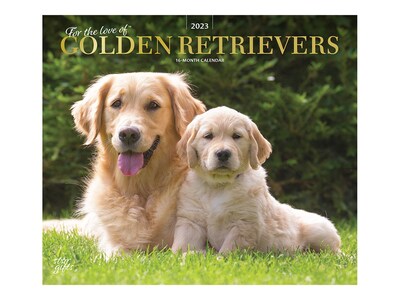 2023 BrownTrout For the Love of Golden Retrievers 12 x 14 Monthly Wall Calendar (9781975453206)