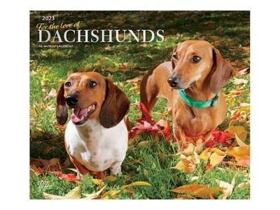 2023 BrownTrout For the Love of Dachshunds 12 x 14 Monthly Wall Calendar (9781975453275)