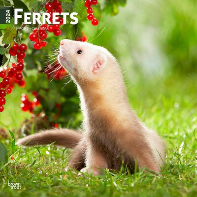 2024 BrownTrout Ferrets 12 x 12 Monthly Wall Calendar (9781975467746)