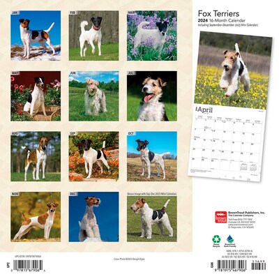 2024 BrownTrout Fox Terriers 12 x 12 Monthly Wall Calendar (9781975467906)