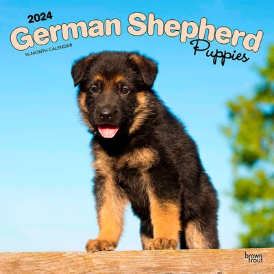 2024 BrownTrout German Shepherd Puppies 12 x 12 Monthly Wall Calendar (9781975462826)