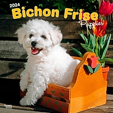 2024 BrownTrout Bichon Frise Puppies 12 x 12 Monthly Wall Calendar (9781975457921)